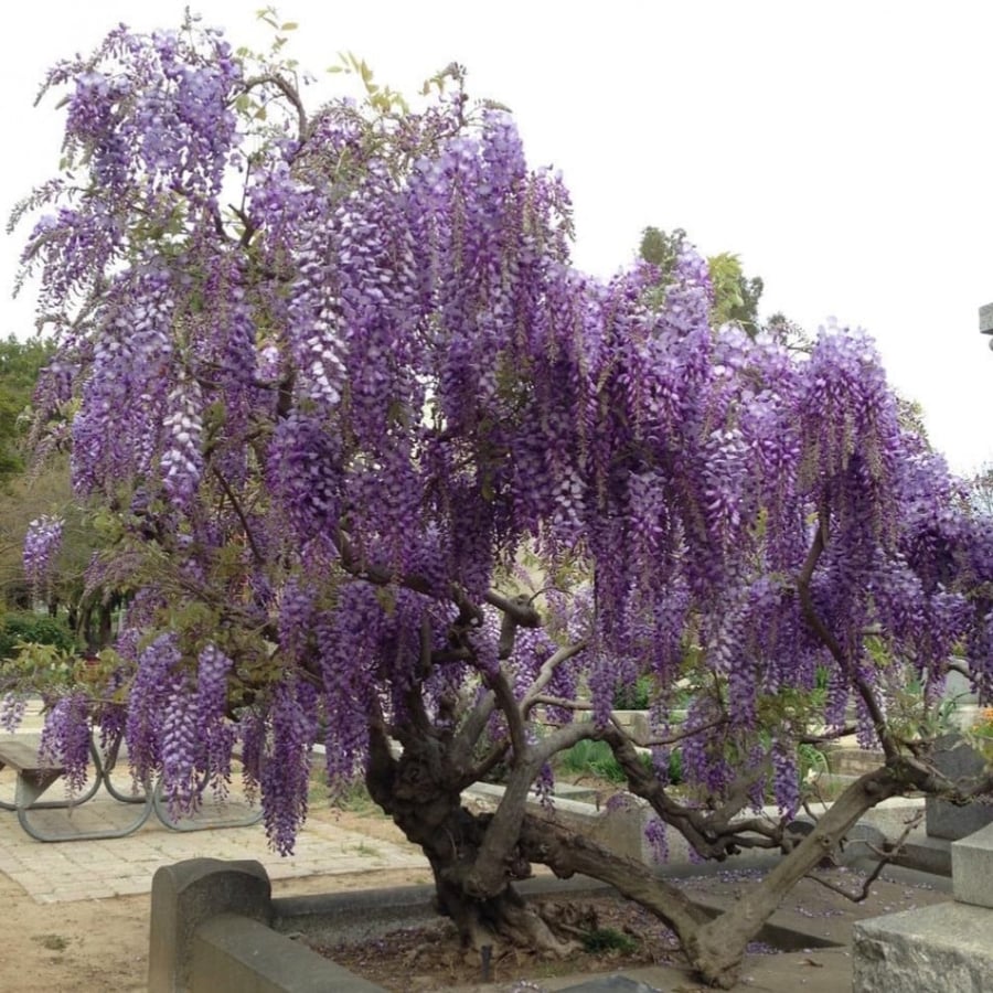 بذور ويستيريا الصينية البنفسجية Wisteria sinensis