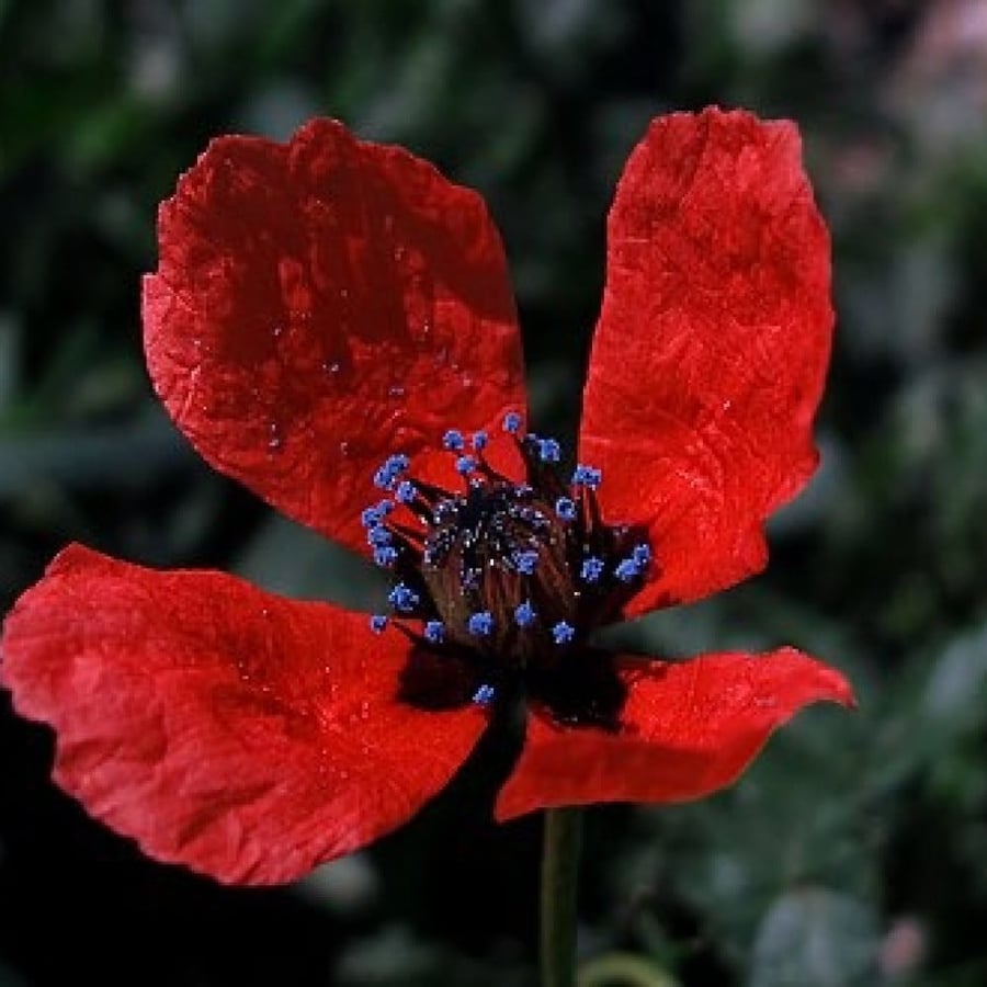 بذور الديدحان البري النادر Papaver Hybridum