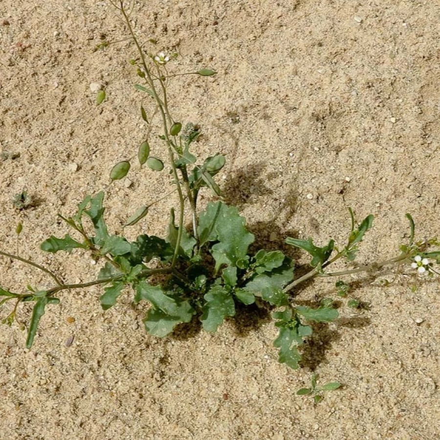 بذور عشبة القليقلان - Savignya parviflora