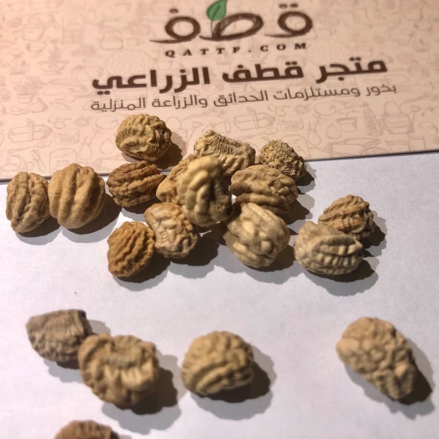 بذور زهرة كابوسين  ابو خنجر -  Tropaeolum Majus