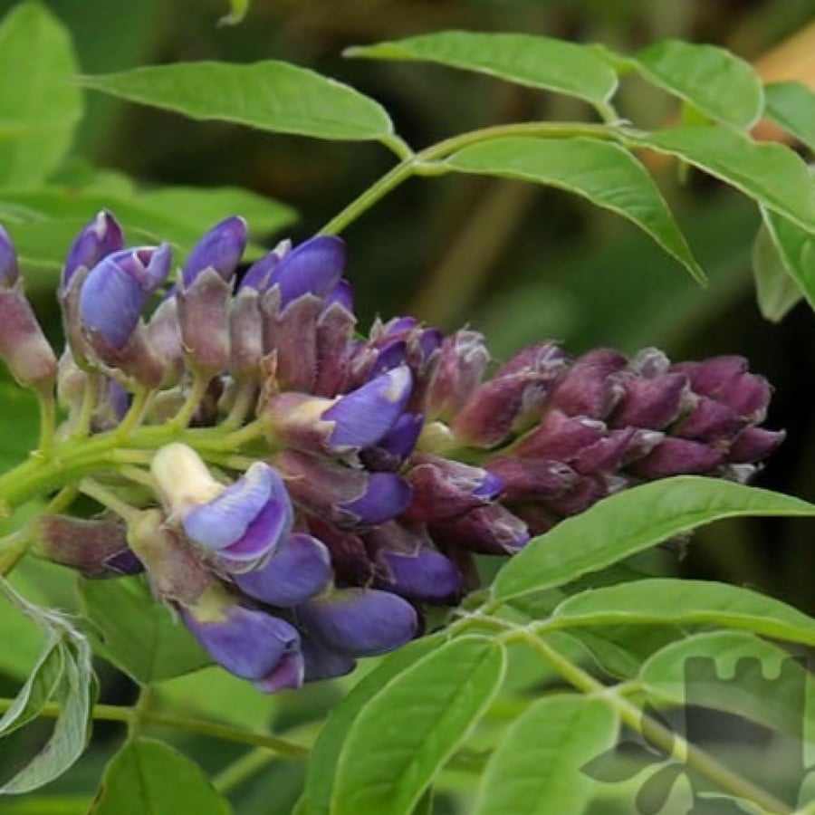 بذور ويستيريا الصينية البنفسجية Wisteria sinensis