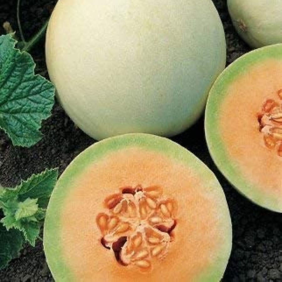 Honeydew melon seeds organic