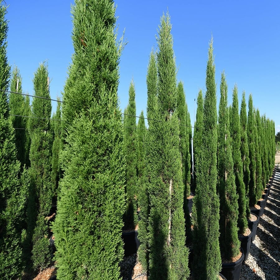 بذور شجرة السرو الايطالي العملاق Cupressus Sempervirens