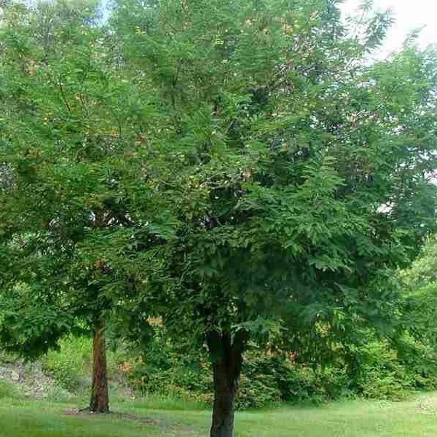 شجرة  التمر الهندي  الحمر  Tamarindus Indica