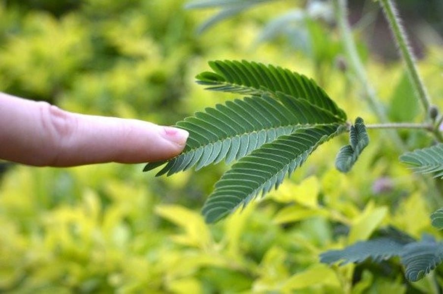 A sentence 500 seeds from the shy Mimosa Bodica shrub