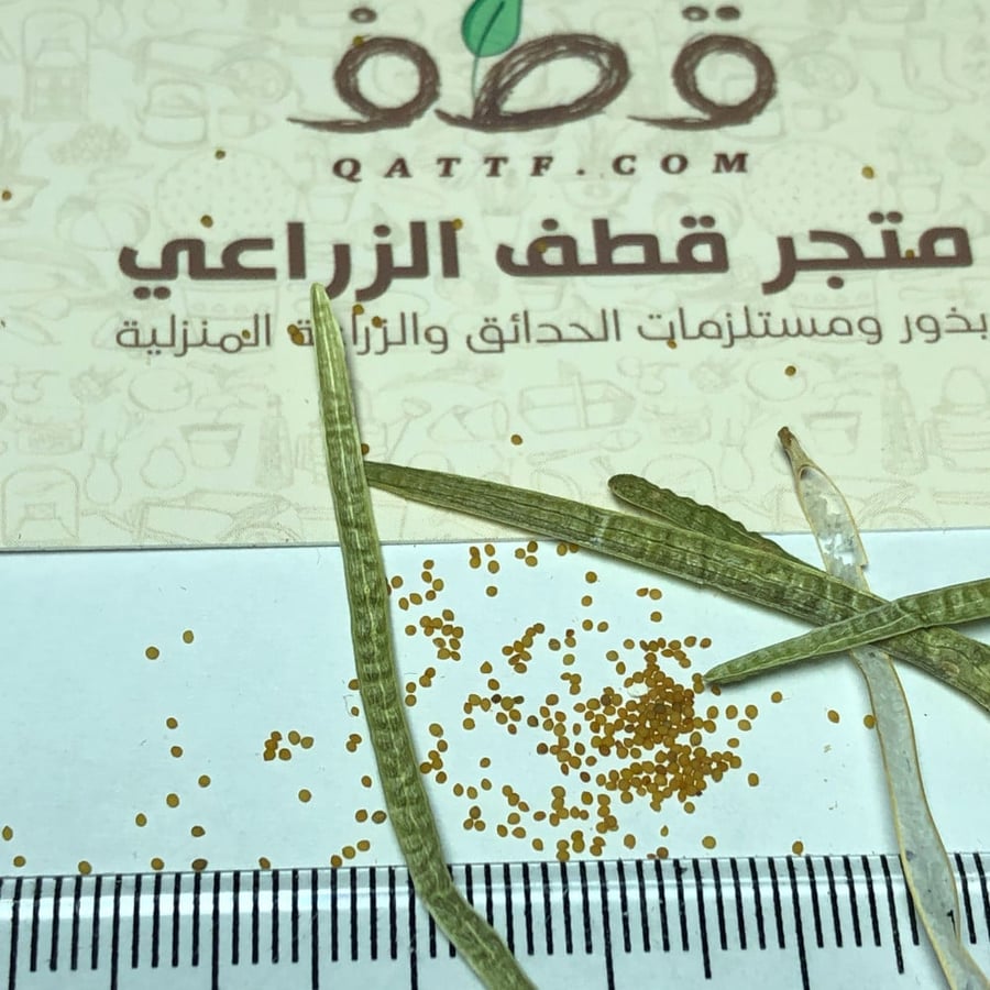 بذور اليهق