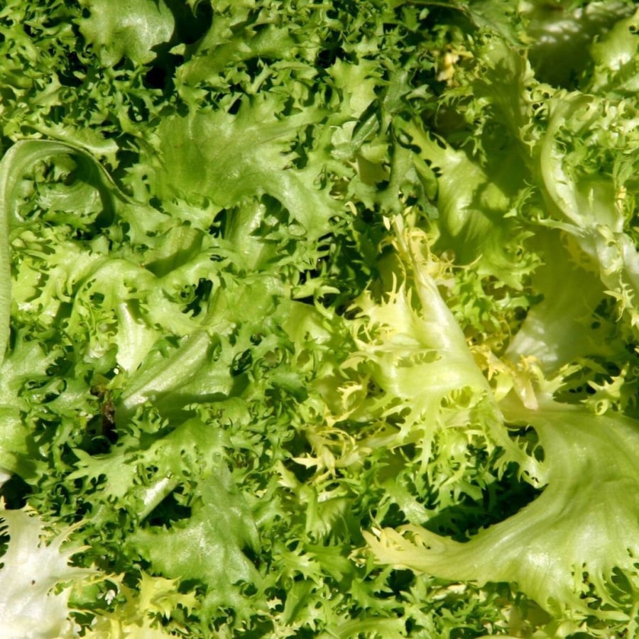 بذور الهندباء المجعدة - Cichorium