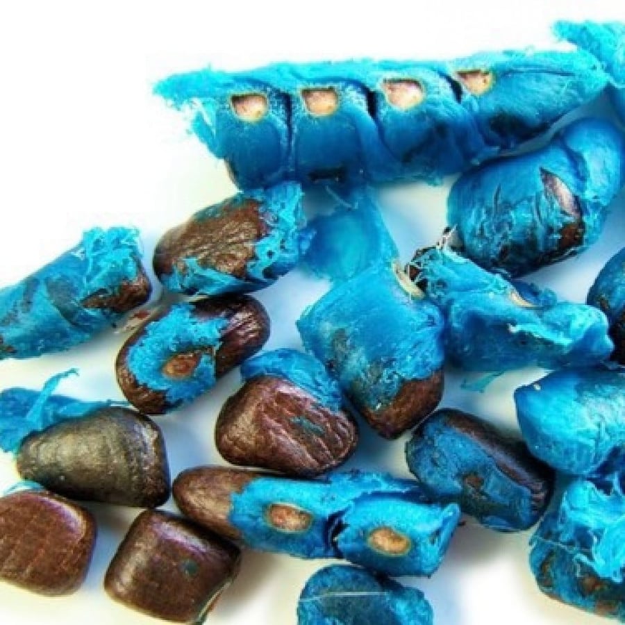 بذور نخيل الموز الكاذب اروفاليا  Ravenala madagascariensis