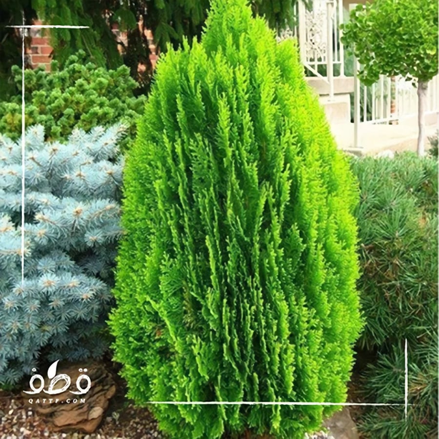 شجرة الاميرة الباولونيا - Paulownia