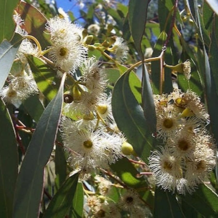 Lemon camphor seeds, eucalyptus, and kina