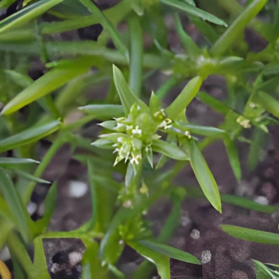Salt herb seeds