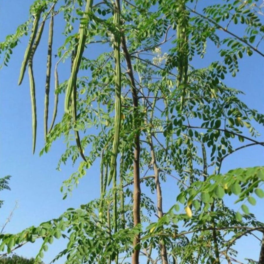 A sentence 200 seeds of Indian moringa tree. Moringa