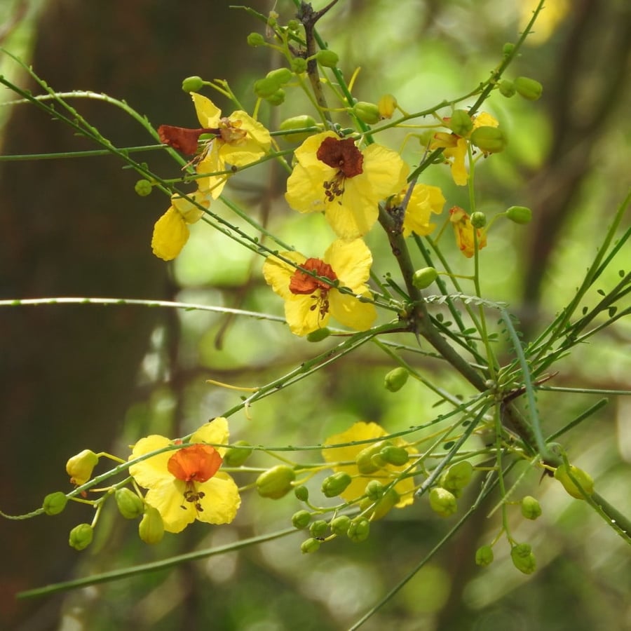 A sentence 300 seed from tree Parkinsonia thorn of the horse