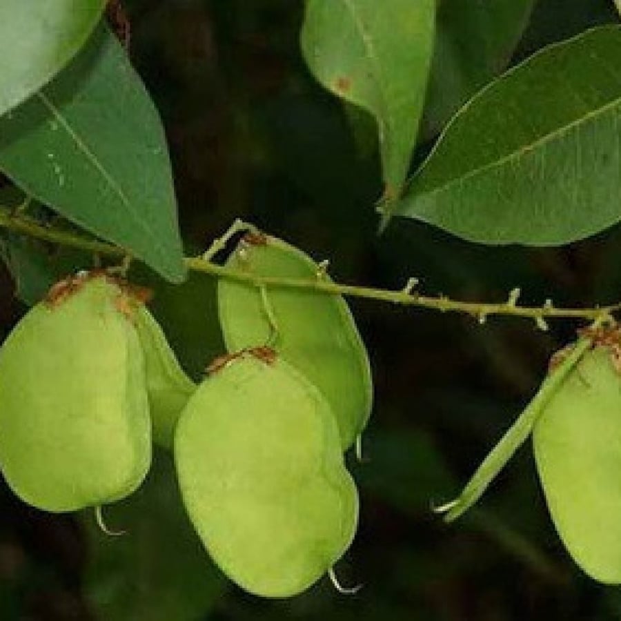 بذور شجرة بونجاميا  شجرة الزان   Derris Indica