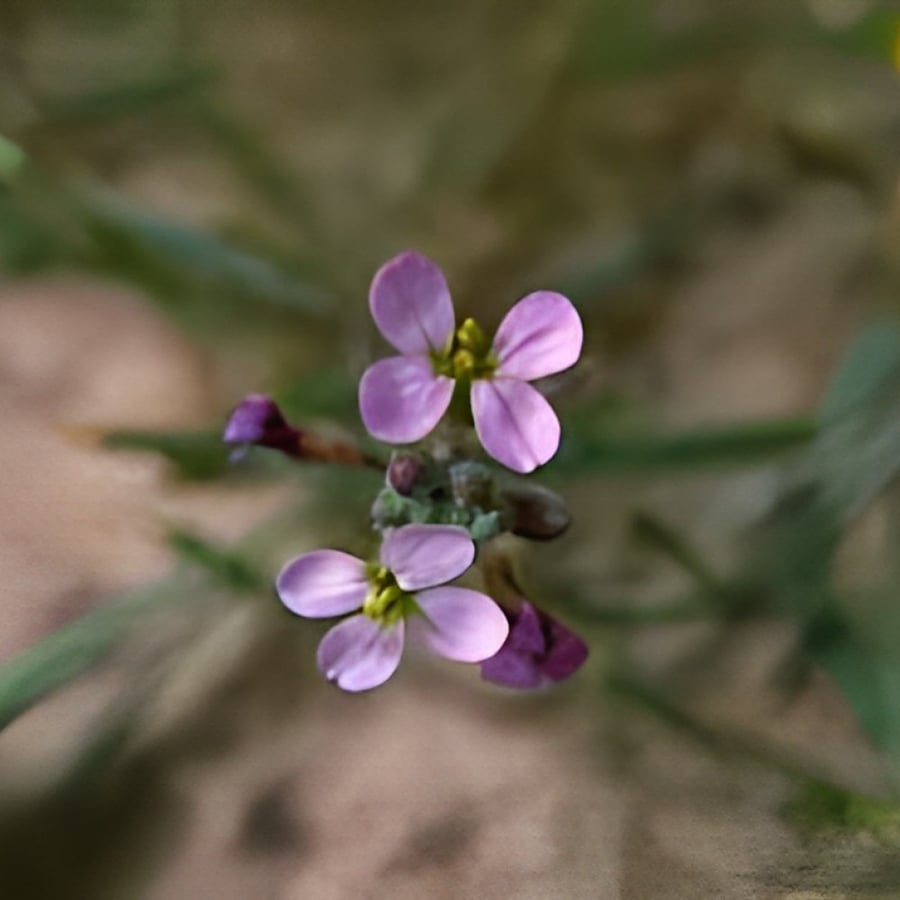 Wild Salih grazing seeds