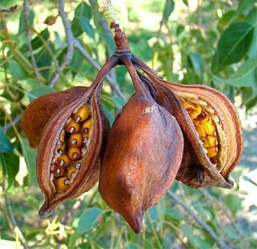 بذور استركوليا لوريدا  -Brachychiton Discolor
