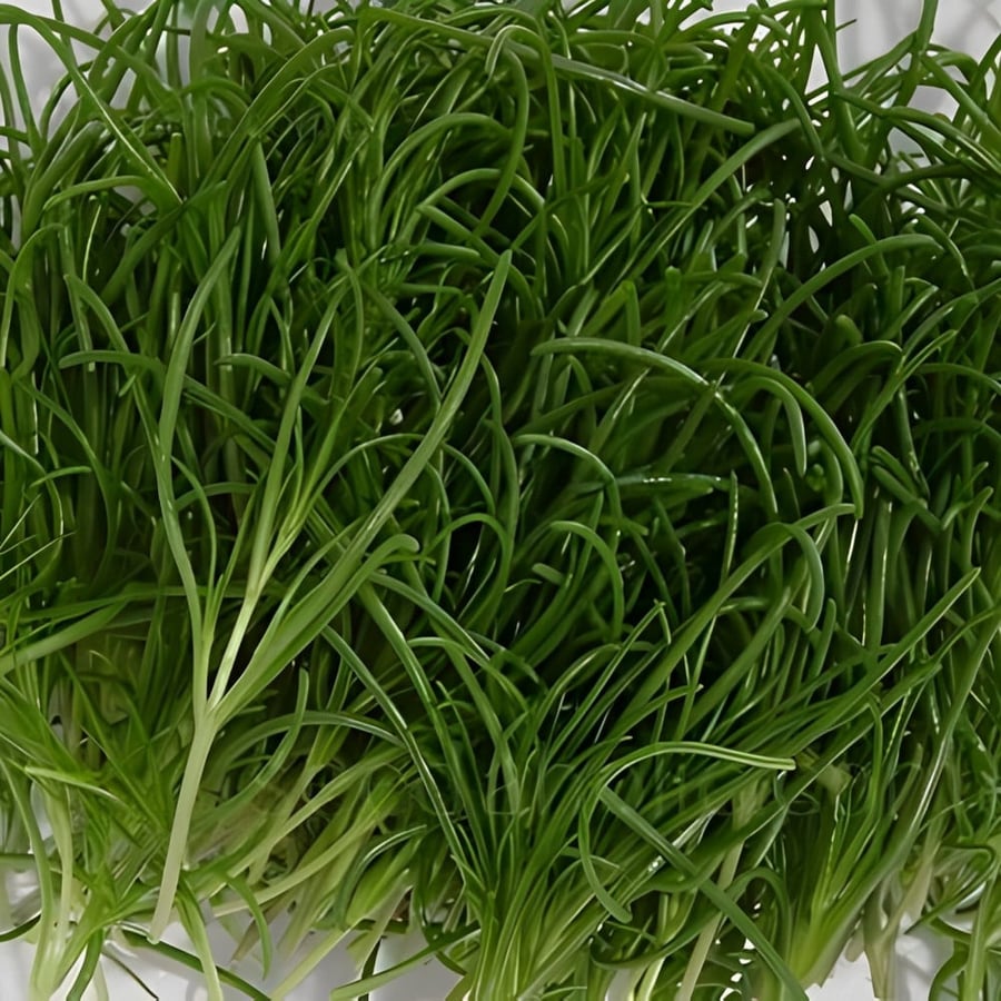 Salt herb seeds