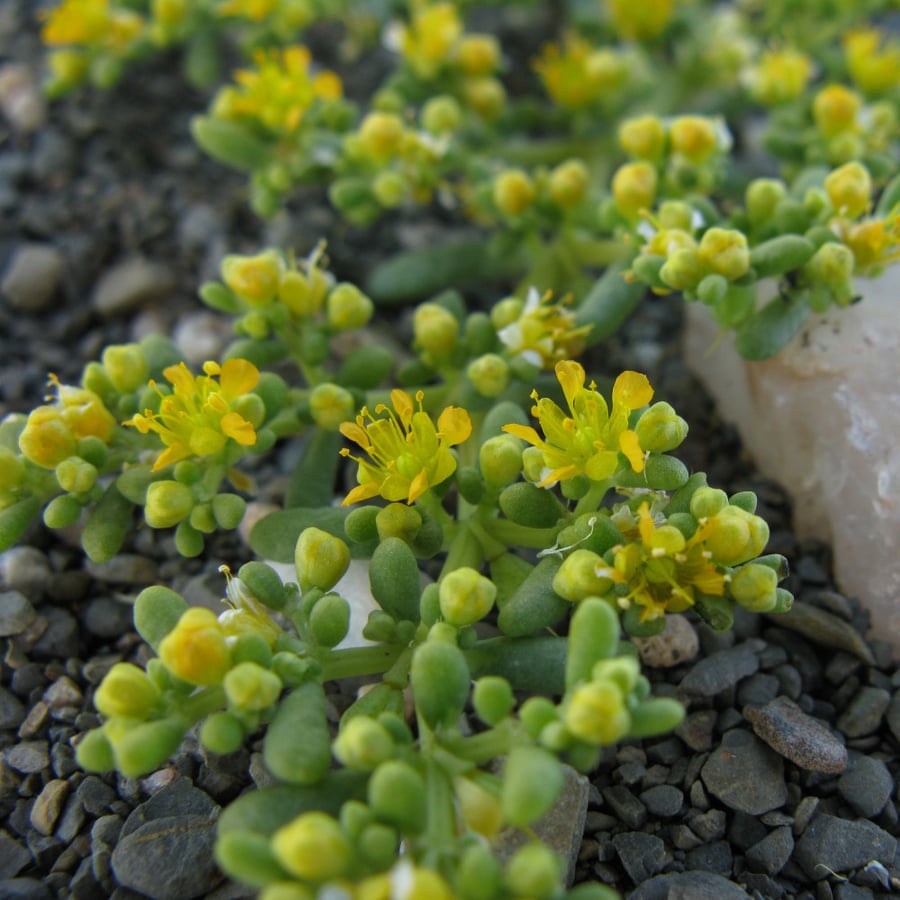 بذور القرمل - Zygophyllum Simplex