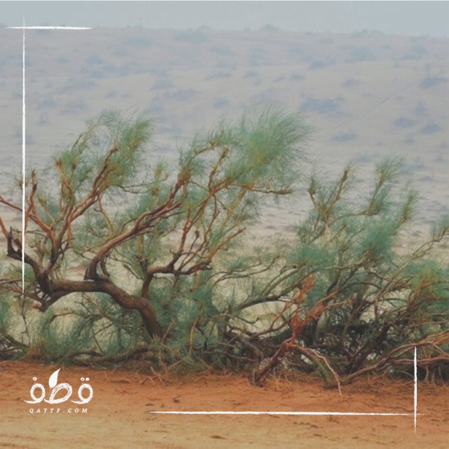 بذور شجرة الغضا Haloxylon Ammodendron