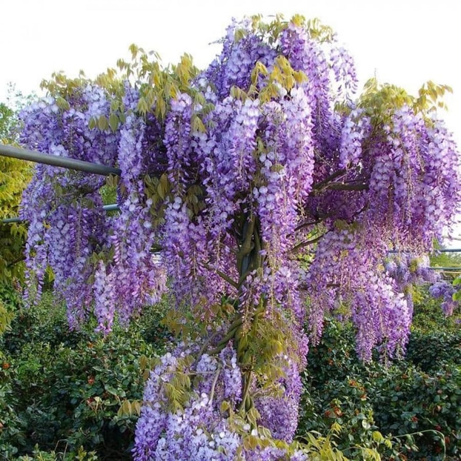 بذور ويستيريا الصينية البنفسجية Wisteria sinensis