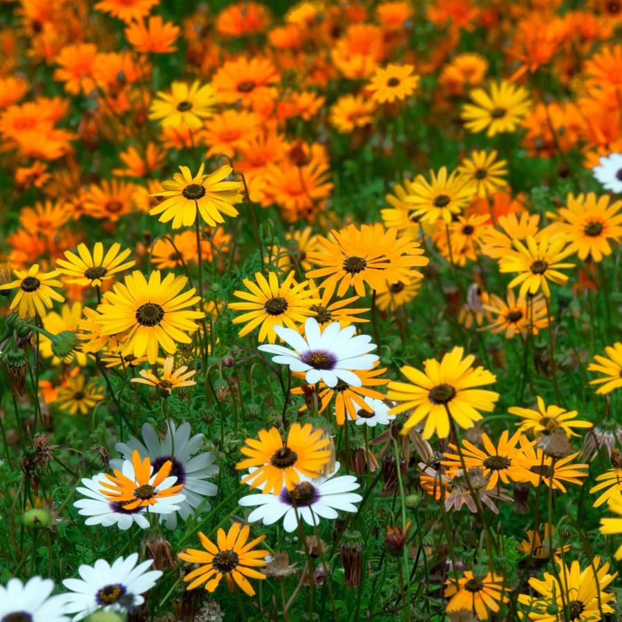 A sentence of 500 seeds of African daisy Demorphotica mixed