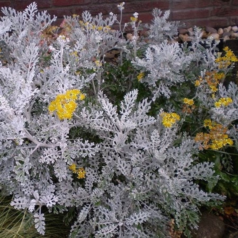 Jacobaea Maritima