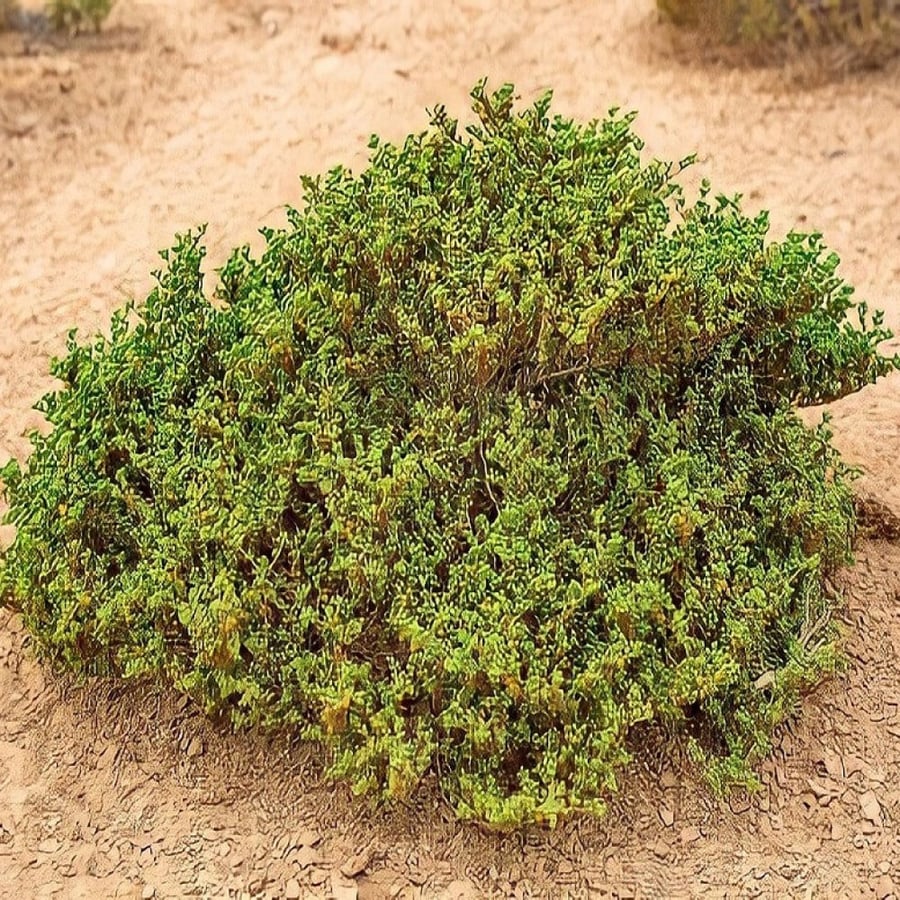 بذور القرمل - Zygophyllum Simplex