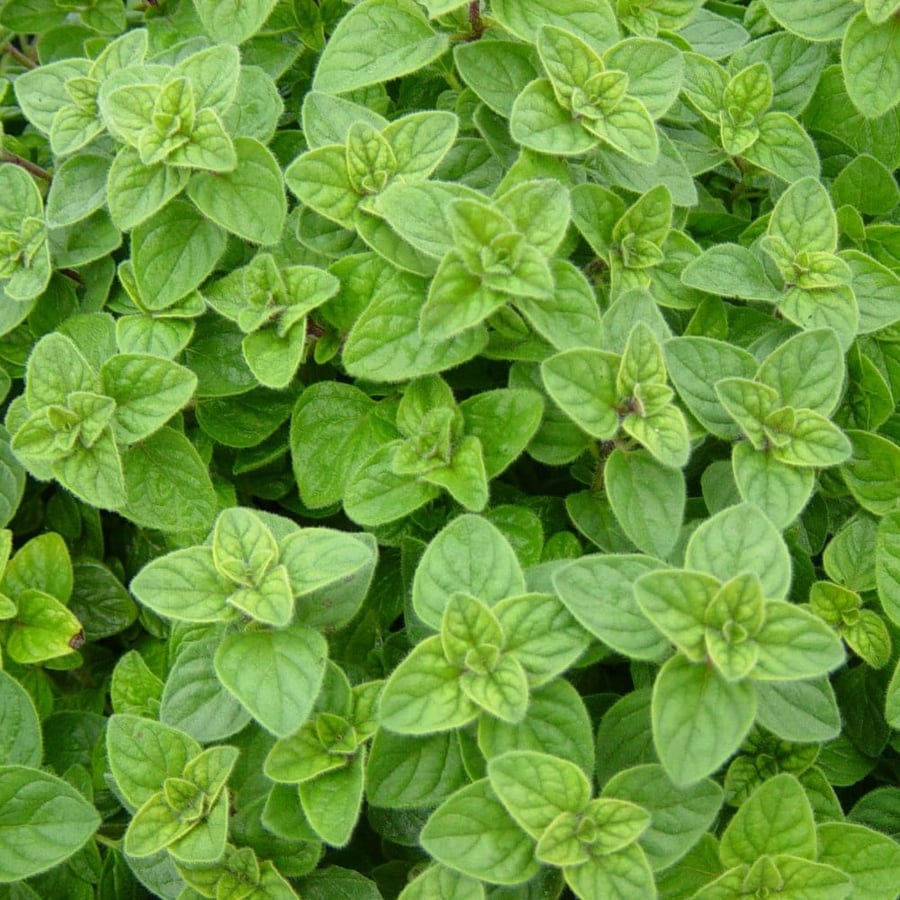 بذور الاريجانو اليوناني - للطعام  - Origanum vulgare hirtum