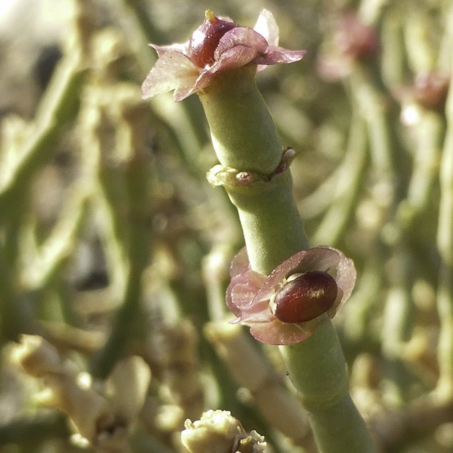 بذور نبات النفل الأحمر Trifolium Incarnatum