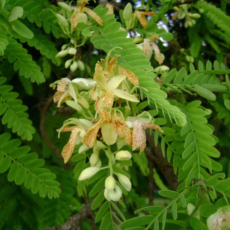 شجرة  التمر الهندي  الحمر  Tamarindus Indica