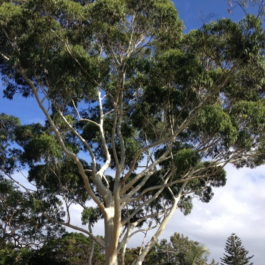 شجرة كافور ليموني كين الأوكالبتوس - Eucalyptus Citriodora