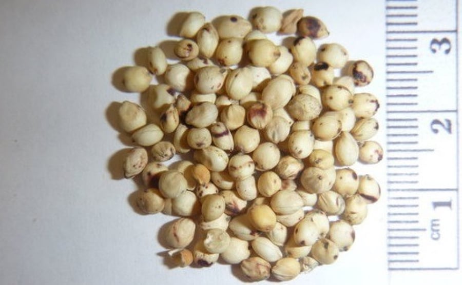 بذور الذرة البيضاء -Sorghum bicolor