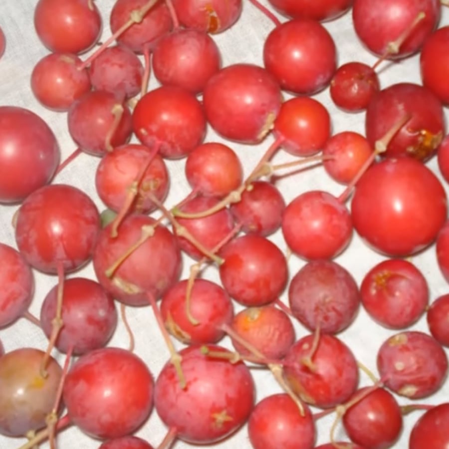 بذور شجرة تنضب النادرة  Capparis Decidua