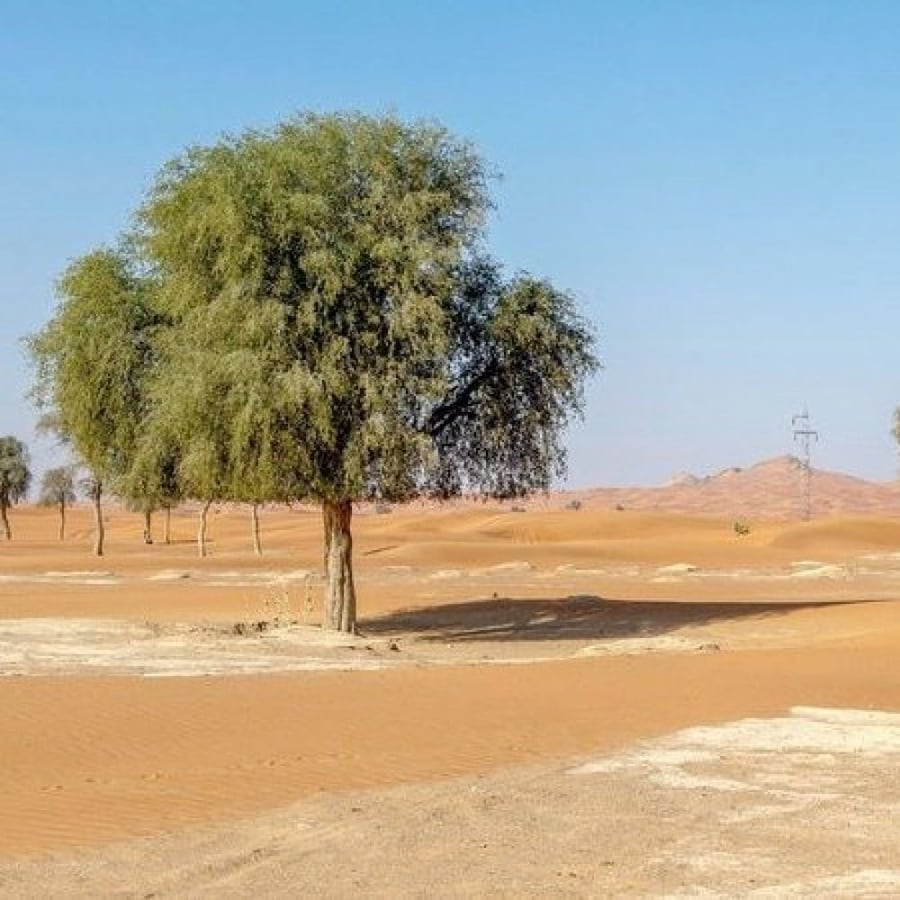الغاف الخليجي  Prosopis Cineraria
