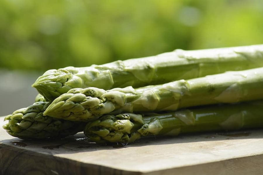هليون - Asparagus officinalis