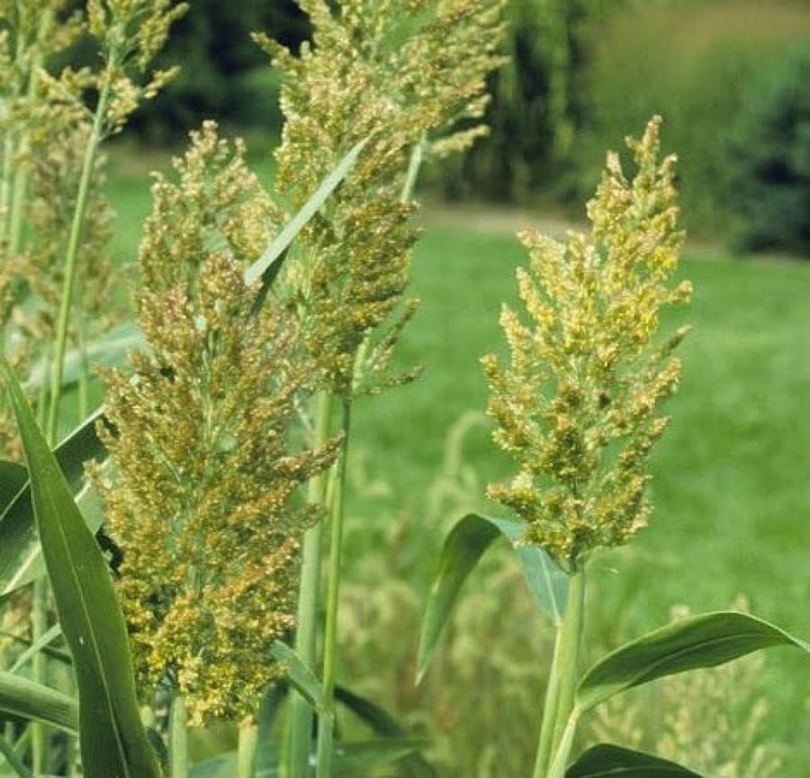 بذور الذرة البيضاء -Sorghum bicolor