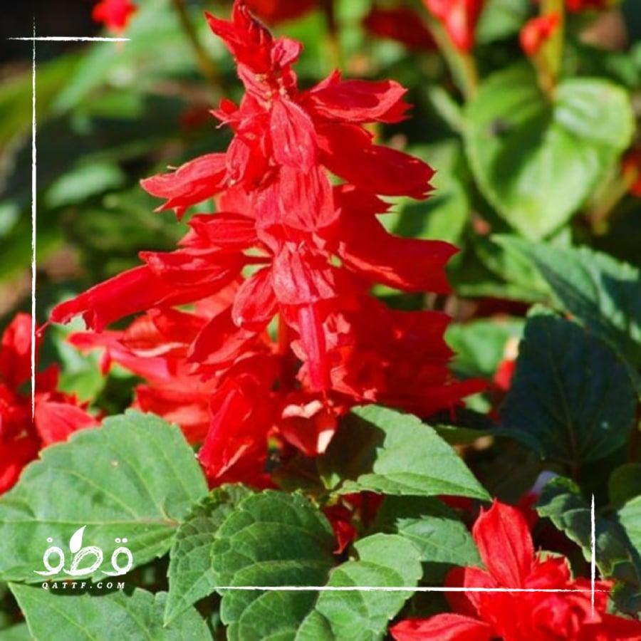 بذور زهرة سلفيا الحمراء - Salvia Splendens