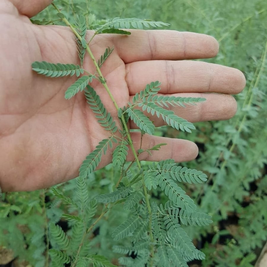 ورقة الغاف الخليجي  Prosopis Cineraria
