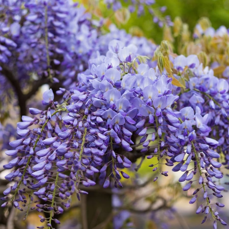 بذور ويستيريا الصينية البنفسجية Wisteria sinensis