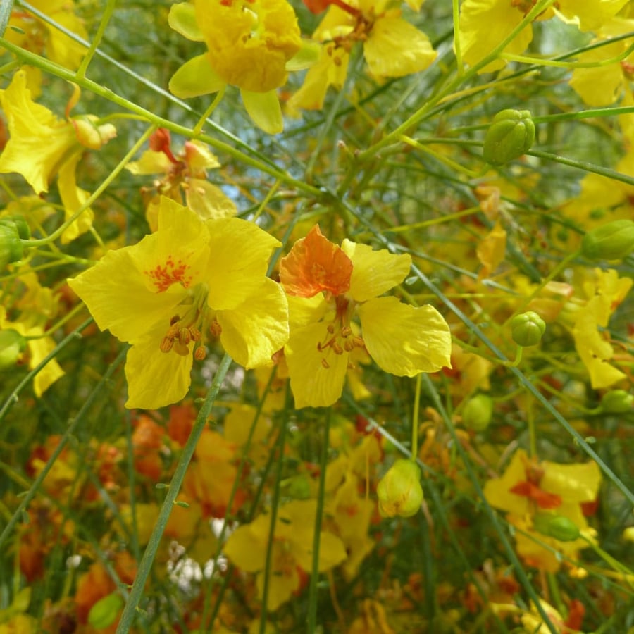 A sentence 300 seed from tree Parkinsonia thorn of the horse