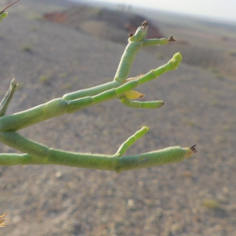 بذور شجرة الغضا Haloxylon Ammodendron