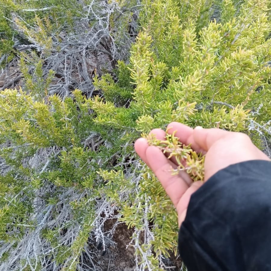 بذور نبات النفل الأحمر Trifolium Incarnatum