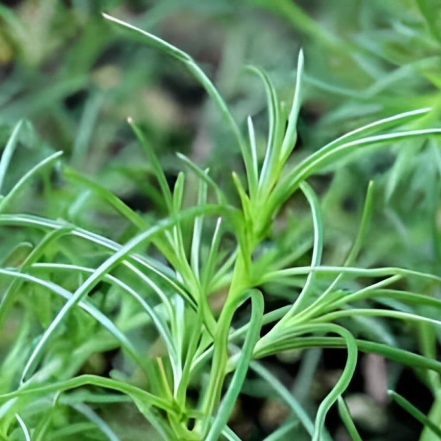 Salt herb seeds