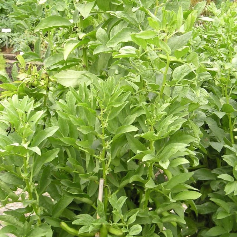 بذور الفول  Vicia faba