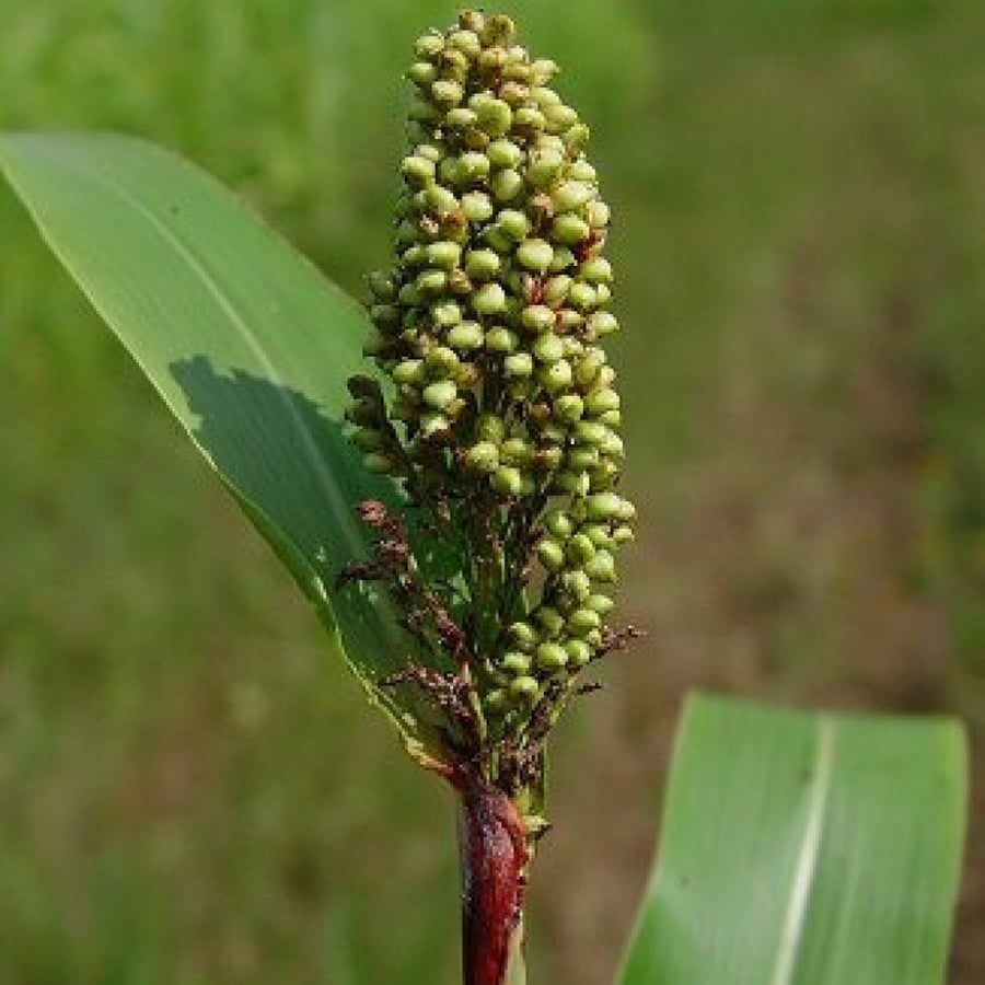 بذور الذرة البيضاء -Sorghum bicolor