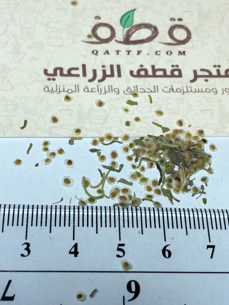 بذور قليقلان