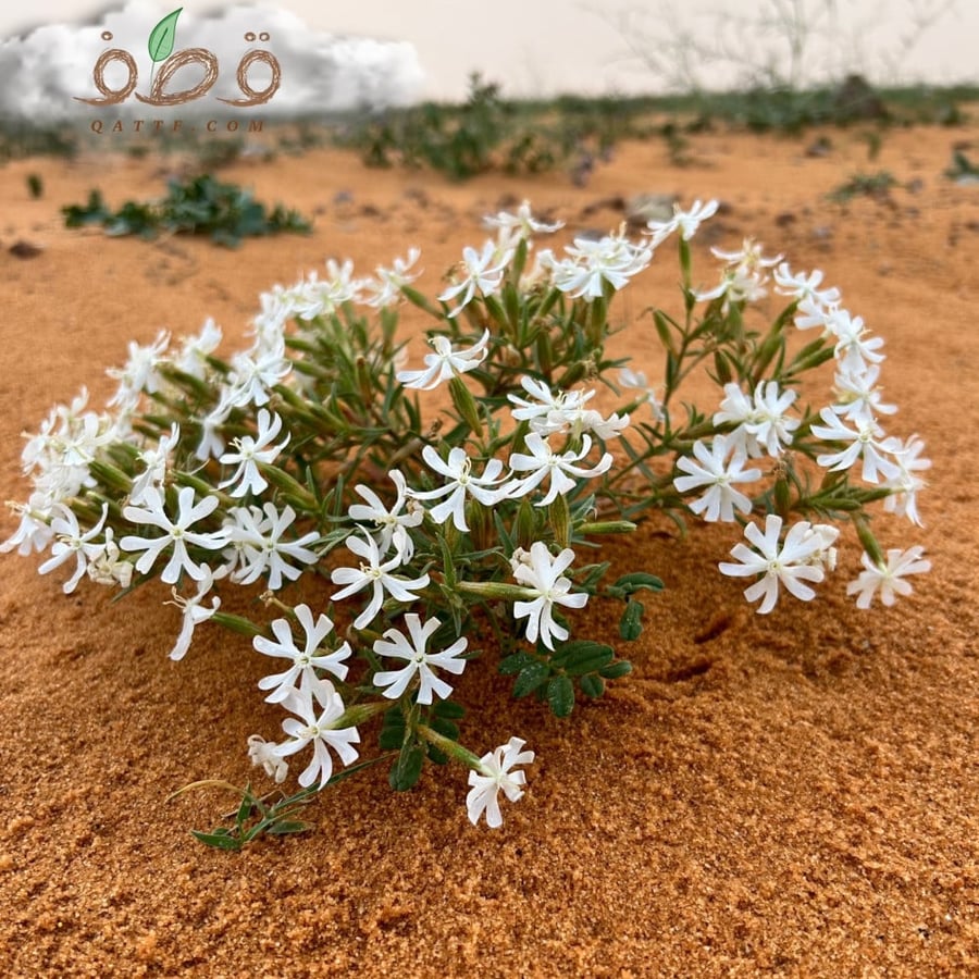 بذور عشبة التربة البرية   Silene Villosa
