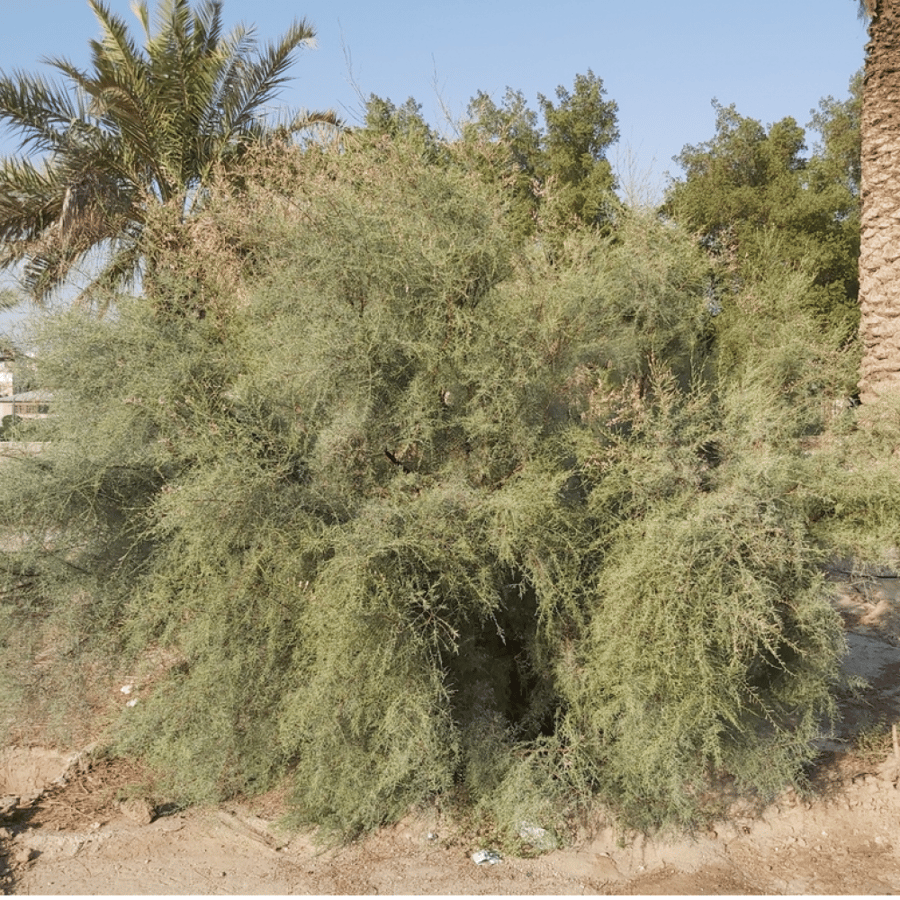 بذور شجيرة الطرفة أو الطرفا - Tamarix Aucheriana