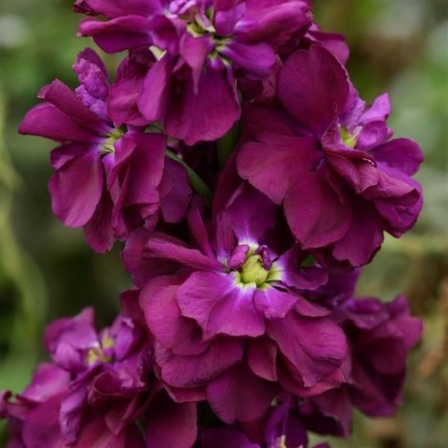 بذور زهرة عطر المساء المنثور بنفسجي