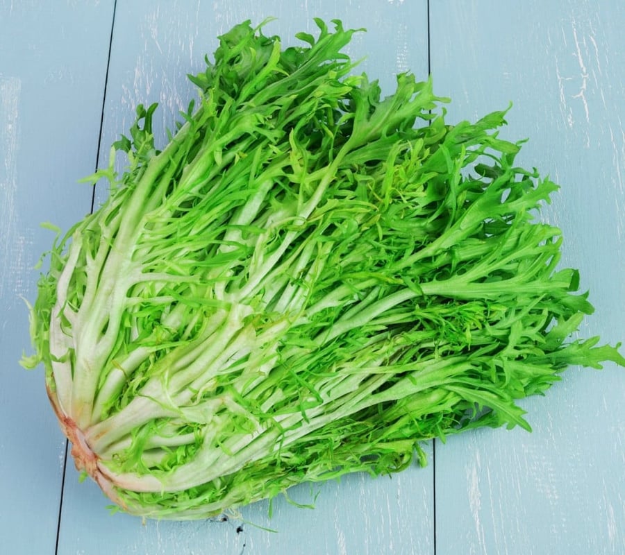Cichorium